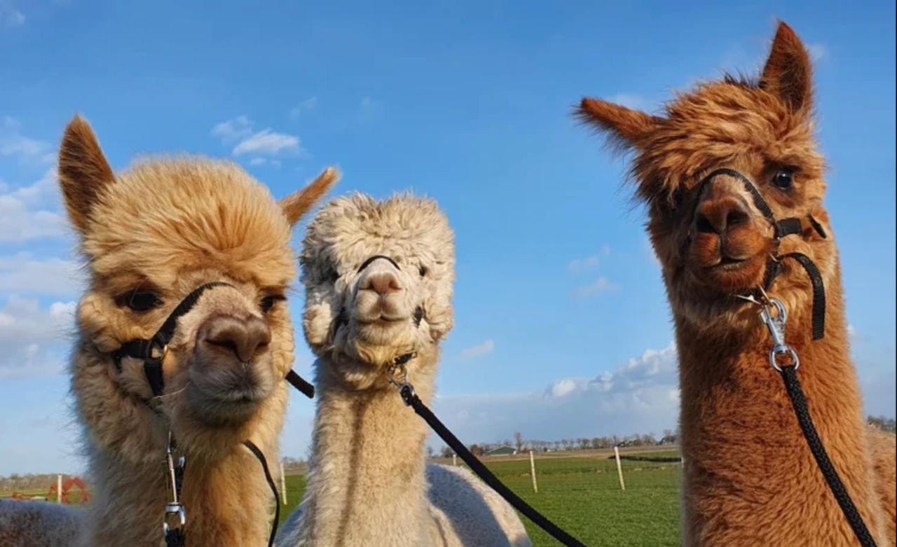 Vakantieboerderij Huize Nuis Noordbeemster Dış mekan fotoğraf