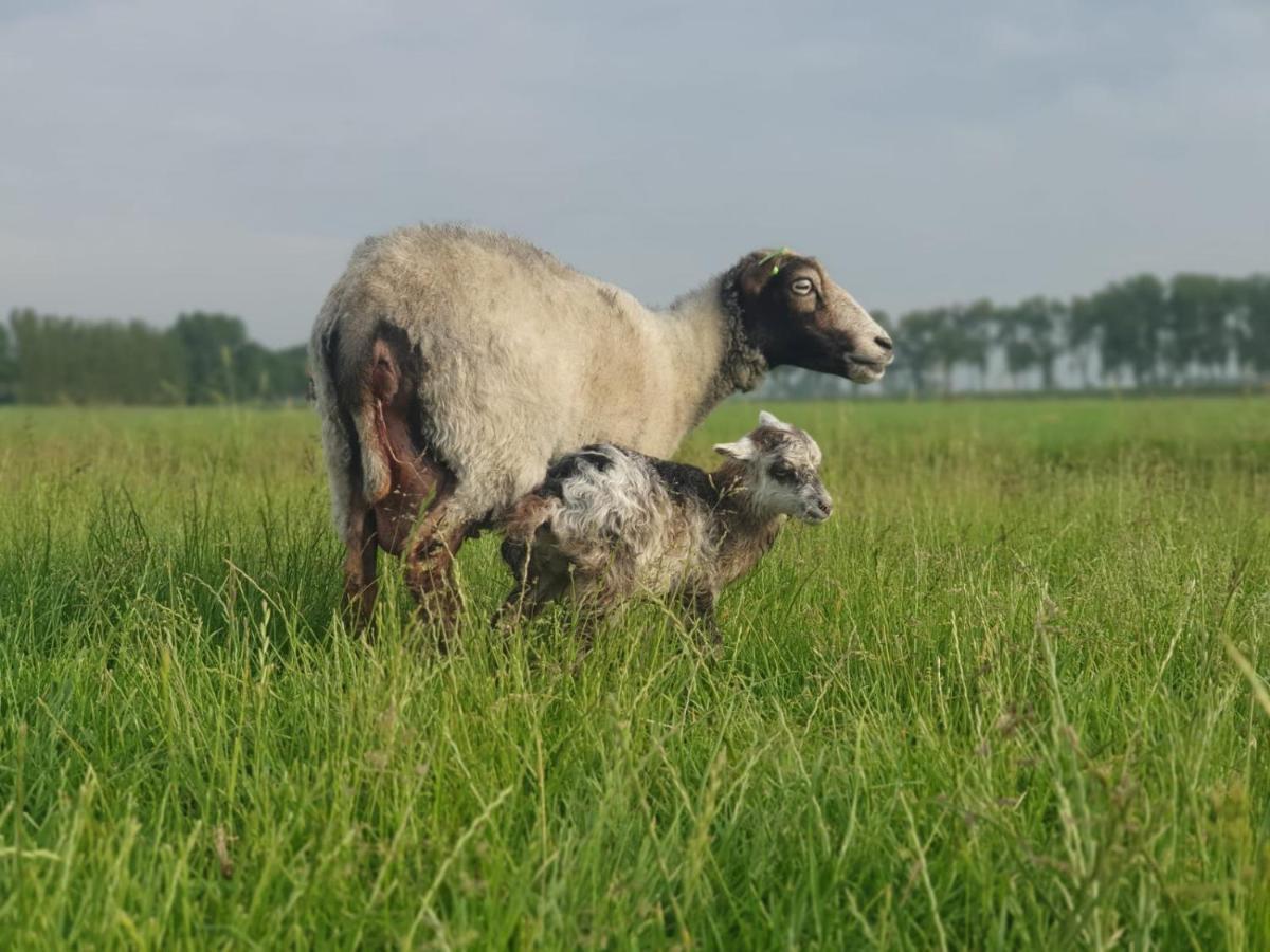 Vakantieboerderij Huize Nuis Noordbeemster Dış mekan fotoğraf